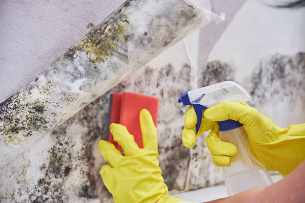 Best Industrial Mold Remediation  in USA